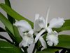 Cattleya 'Gontrode'